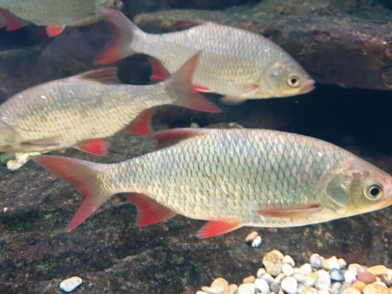 decouvrez lapparence fascinante du poisson argente