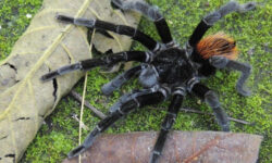 Découvrez les araignées d'Oahu : guide complet et conseils de lutte antiparasitaire decouvrez-les-araignees-doahu-guide-complet-et-conseils-de-lutte-antiparasitaire