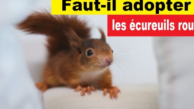 decouvrez les dangers et les solutions contre la crotte decureuil roux