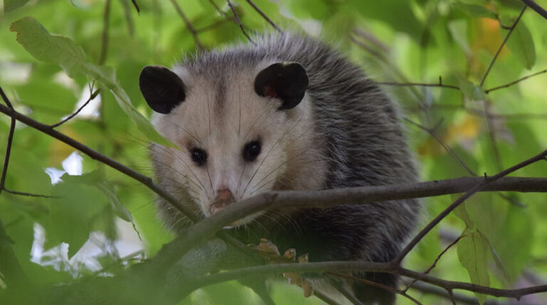 decouvrez les opossums du quebec caracteristiques et habitat