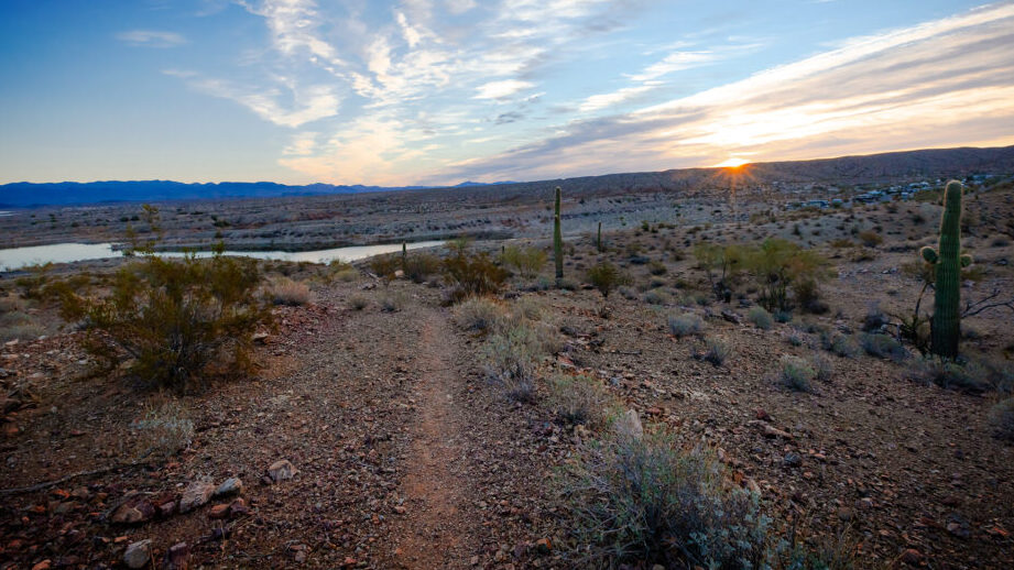 decouvrez les secrets du sommeil des chauves souris