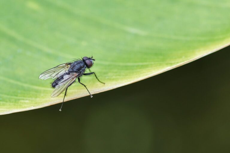 decouvrez les secrets du sommeil des mouches