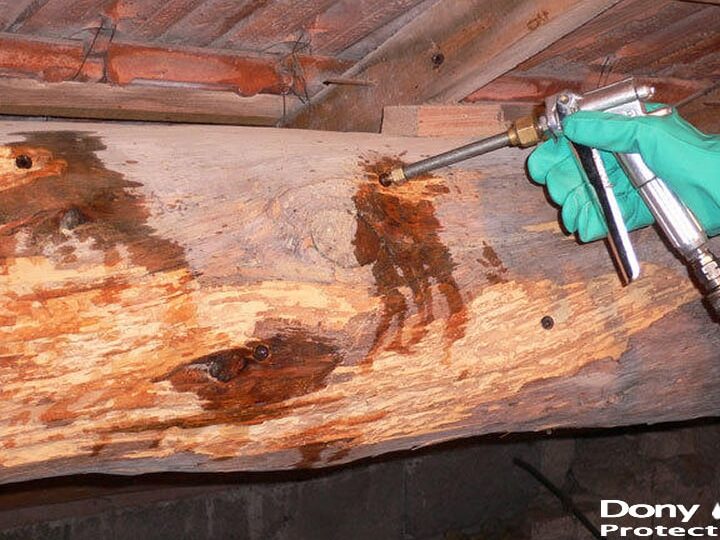 degats de bois des termites prevention et traitement efficaces