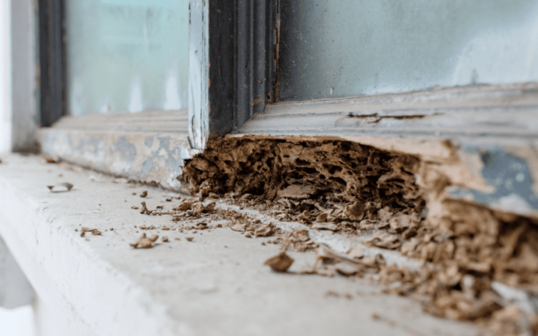 degats de termites quand est ce trop
