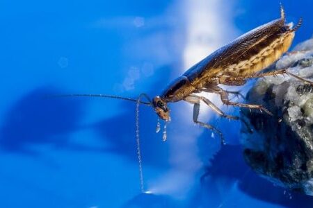 desinsectisation cafard decouvrez nos prix competitifs