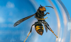 desinsectiseur-frelon-la-solution-efficace-pour-eliminer-les-nuisibles