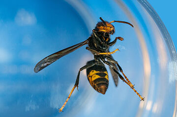 desinsectiseur frelon la solution efficace pour eliminer les nuisibles