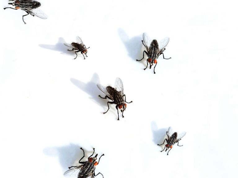 desinsectiseur professionnel eradiquez les nuisibles avec expertise