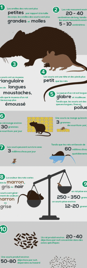 Détection des signes de souris dans un grenier : Guide pratique 1 detection des signes de souris dans un grenier guide pratique