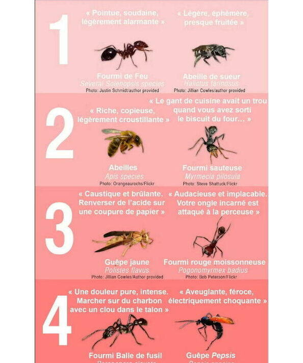 difference entre piqure de guepe et piqure dabeille tout savoir