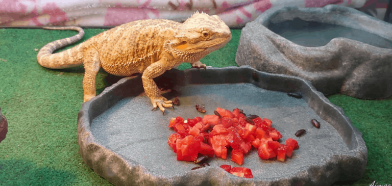 dragons barbus leur regime alimentaire inclut il les araignees