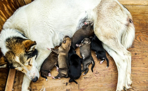 duree de gestation des souris tout ce que vous devez savoir