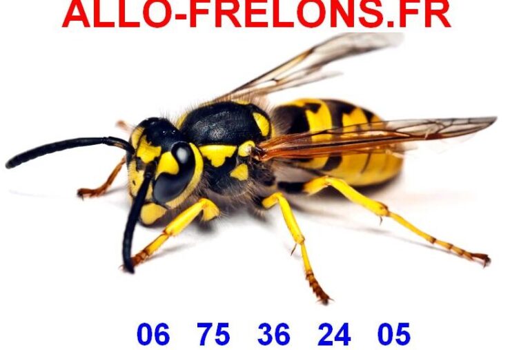 duree de la pheromone de la guepe infos essentielles