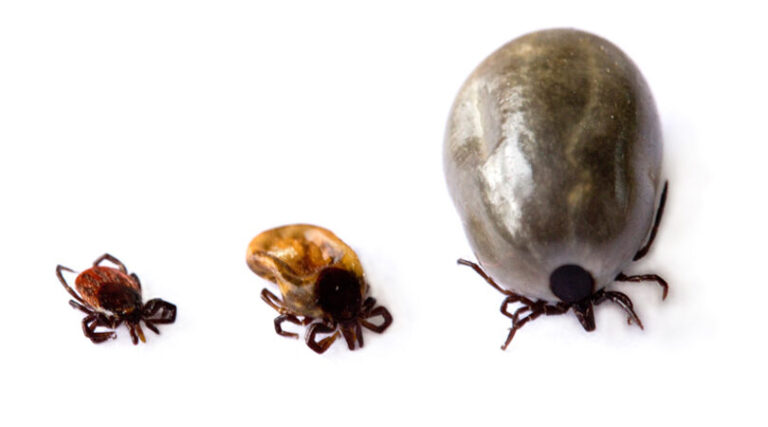 duree de survie des tiques sous leau ce que vous devez savoir