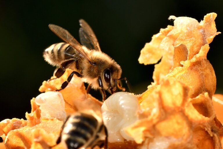 duree de survie dune reine des abeilles sans nourriture quelle est la limite