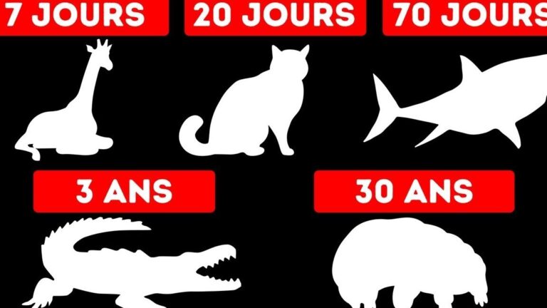 duree de survie dune souris sans nourriture combien de temps avant la mort