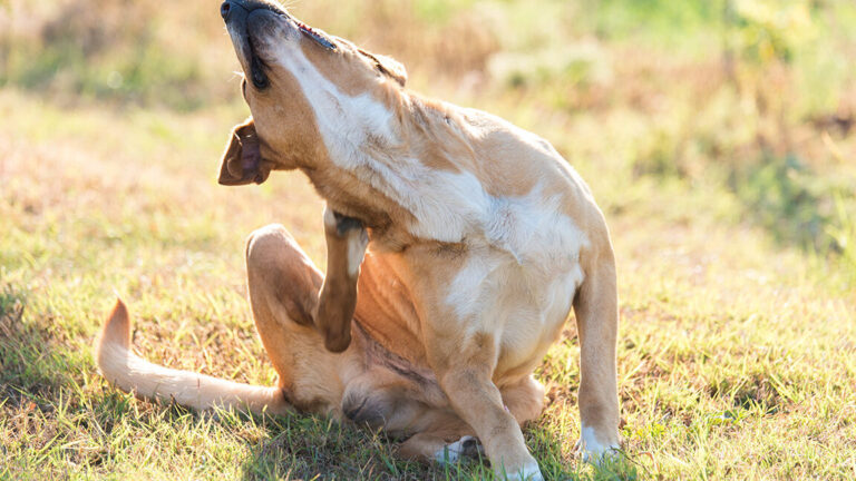 duree de toxicite de la guepe pour les chiens tout ce que vous devez savoir