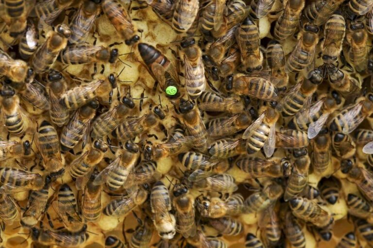 duree de vie des abeilles combien de temps vivent elles