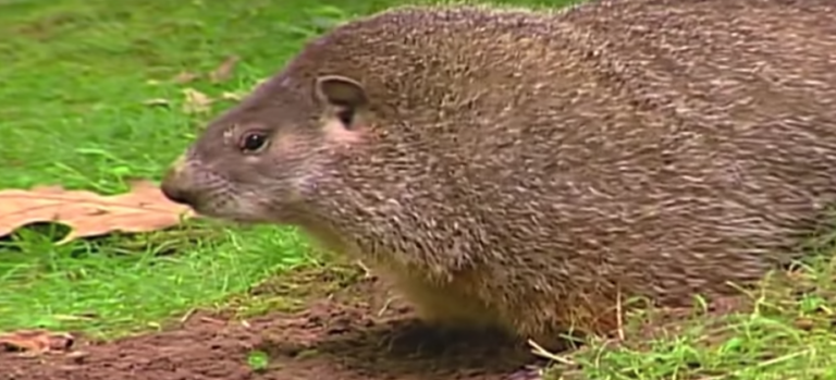 duree de vie des marmottes tout ce que vous devez savoir
