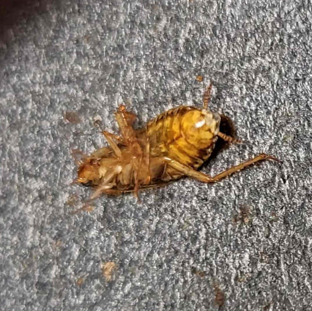 duree de vie des punaises de lit combien de temps peuvent elles survivre