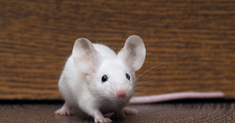 duree de vie des souris combien de temps vivent elles