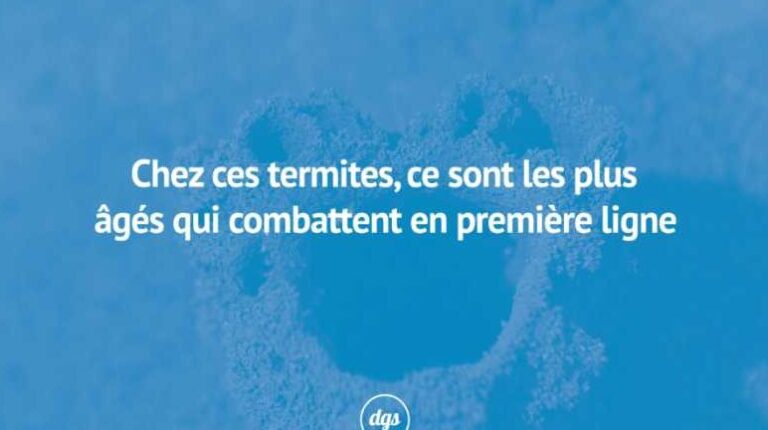 duree de vie des termites decouverte de leur esperance de vie