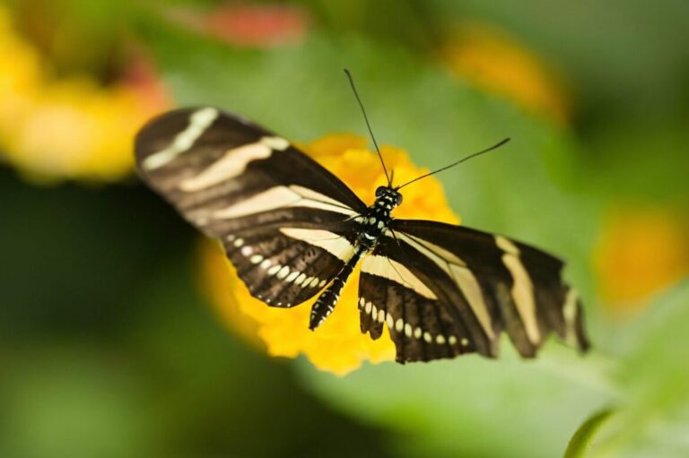 duree de vie du papillon monarque combien de temps vit il