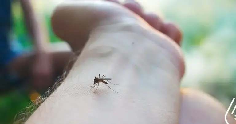 duree de vie dun moustique combien de temps vivent ils reellement