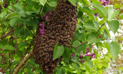 duree-de-vie-dun-nid-de-guepes-combien-de-temps-avant-sa-disparition