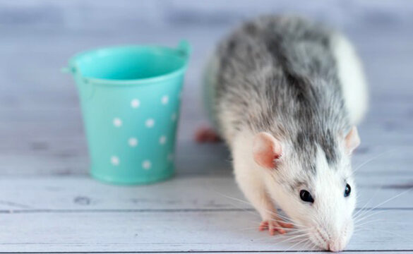 duree de vie dun rat combien de temps vit il en moyenne