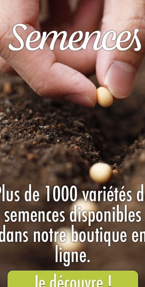 duree de vie dune coccinelle sans nourriture etude et informations