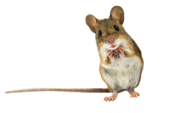 duree de vie dune souris sans nourriture combien de temps peut elle survivre