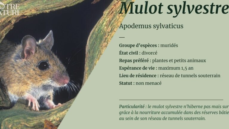 duree de vie dune souris tout ce que vous devez savoir
