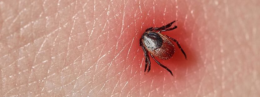 duree de vie dune tique sans hote combien de temps peut elle survivre