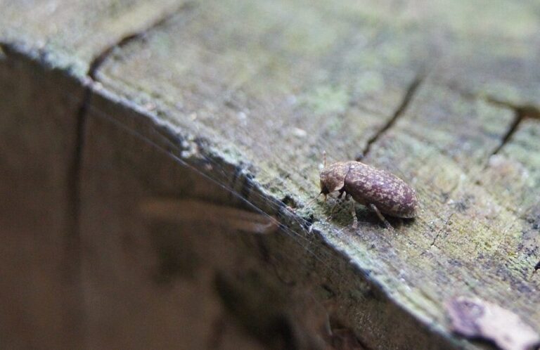 duree du traitement des termites combien de temps faut il prevoir