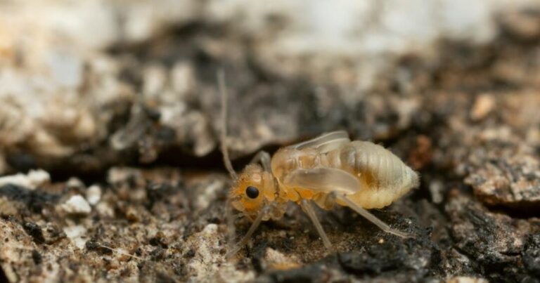 ecran envahi par des bugs comment les eliminer efficacement