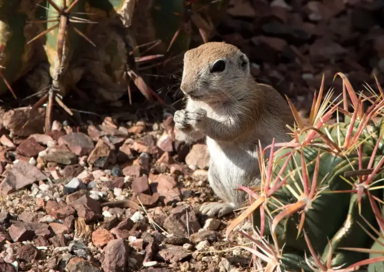 ecureuil terrestre vs chipmunk quelles differences et comment les distinguer