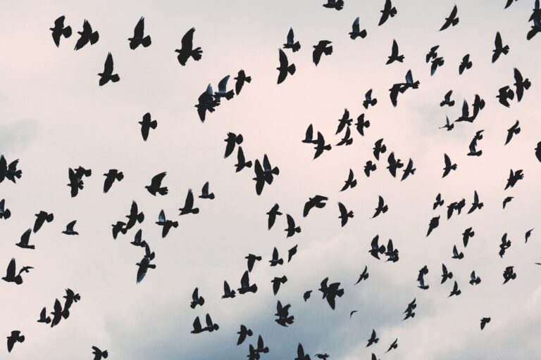 effarouchement des canards conseils et solutions pour les repousser