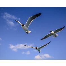 effaroucheur mouettes solutions efficaces pour eloigner les nuisibles