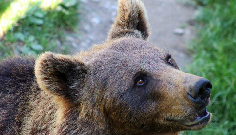 effrayer un ours conseils pratiques pour votre securite