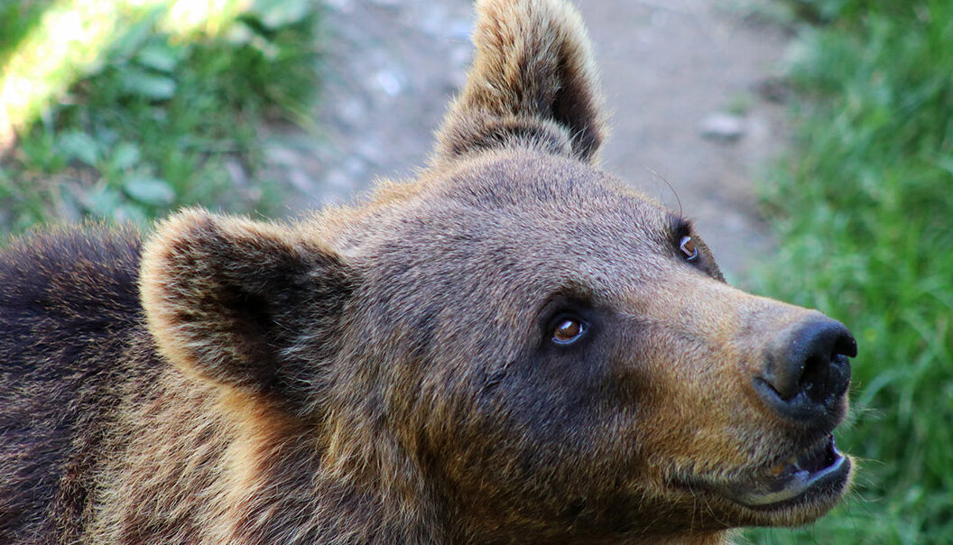 effrayer un ours conseils pratiques pour votre securite