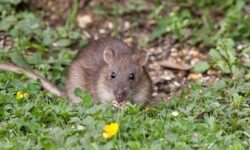 effrayer-une-moufette-astuces-et-conseils-pour-sen-debarrasser-efficacement