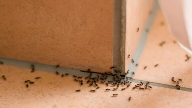 elimination des grosses fourmis a tete guide complet de lutte antiparasitaire