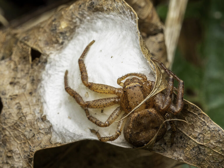 elimination des oeufs daraignee conseils pour prevenir les infestations dans le sol vegetal