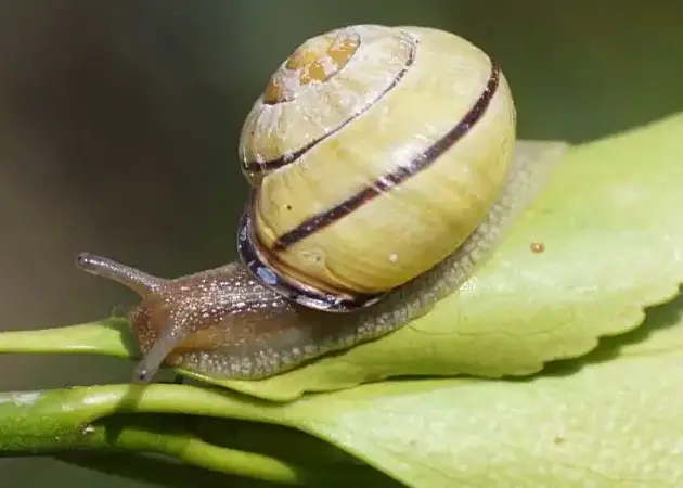 elimination efficace des bugs descargots conseils et solutions