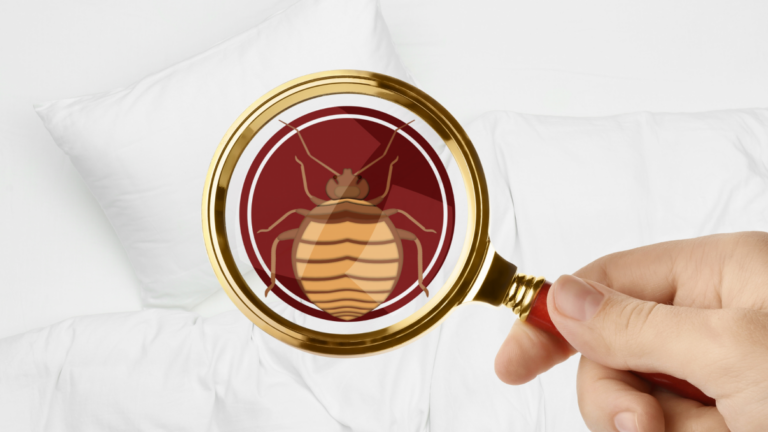 elimination efficace des excrements de punaise de lit conseils et astuces