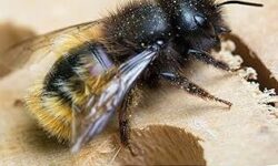 elimination-efficace-des-nids-dabeilles-guide-complet