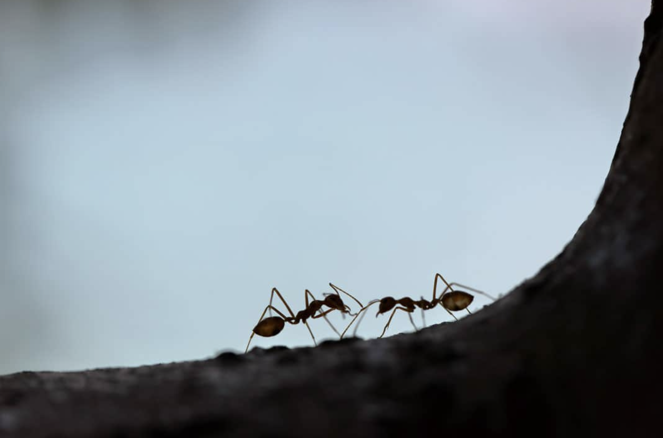 elimination efficace des nids de fourmis conseils et solutions
