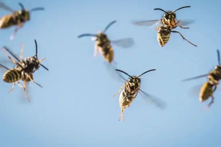 elimination efficace des nids de guepes au sol