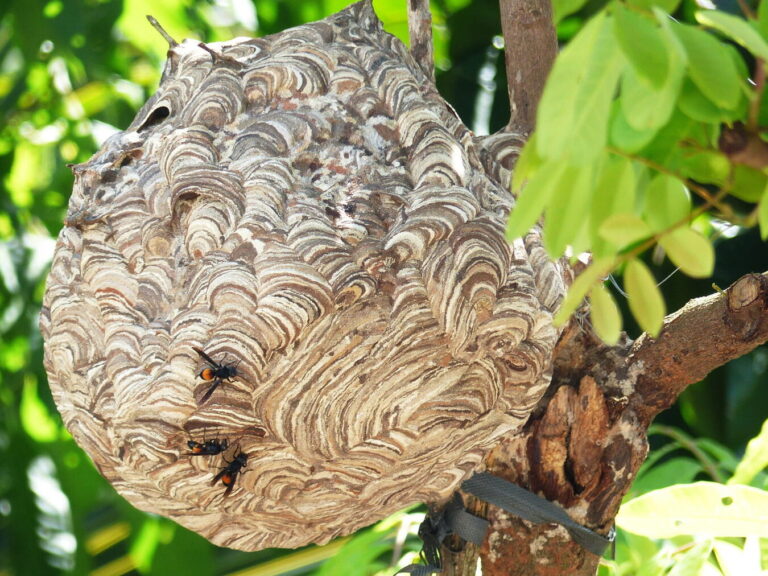 elimination efficace des nids de guepes sous toiture